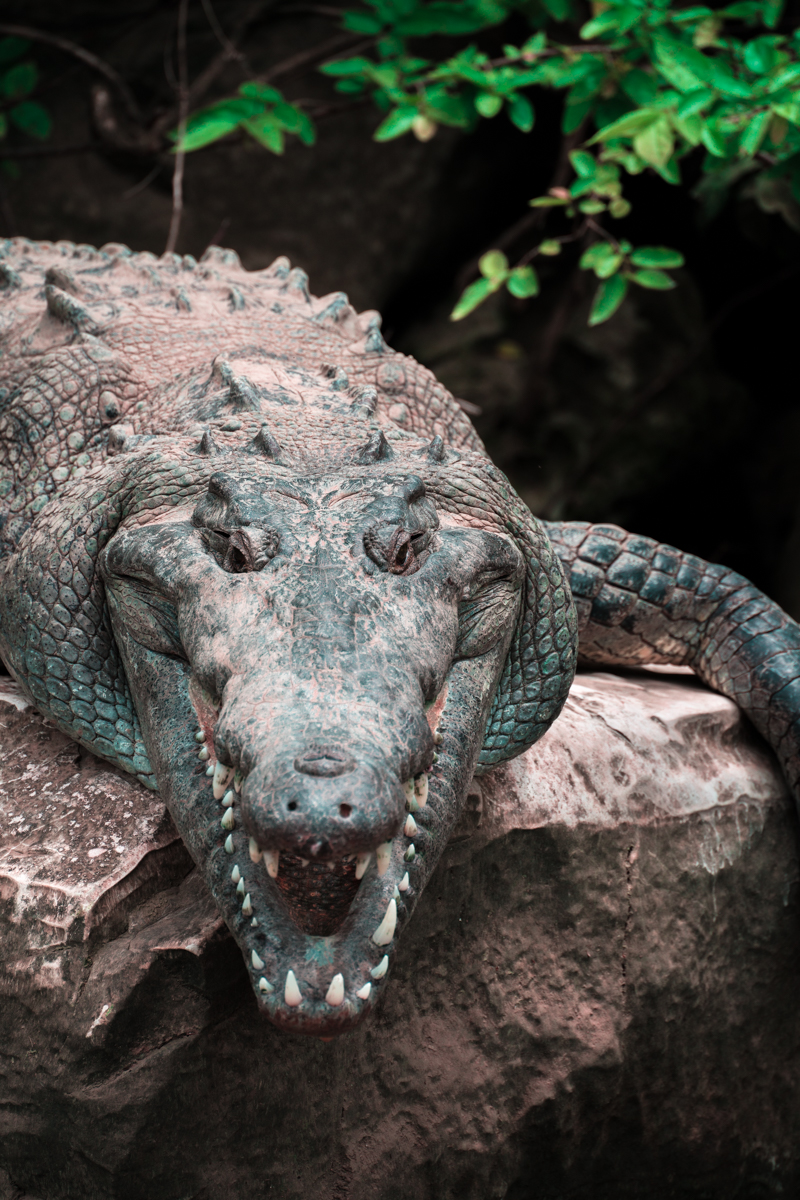 American Crocodile, Mexico