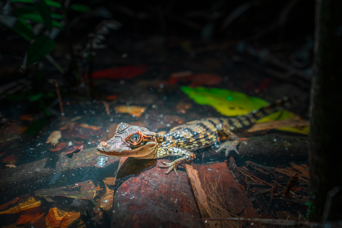 Baby Caiman, Amazon Rainforest, Ecuador