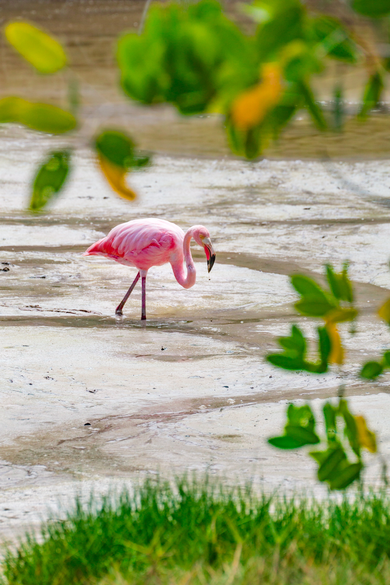 Flamingo, Galapagos Islands