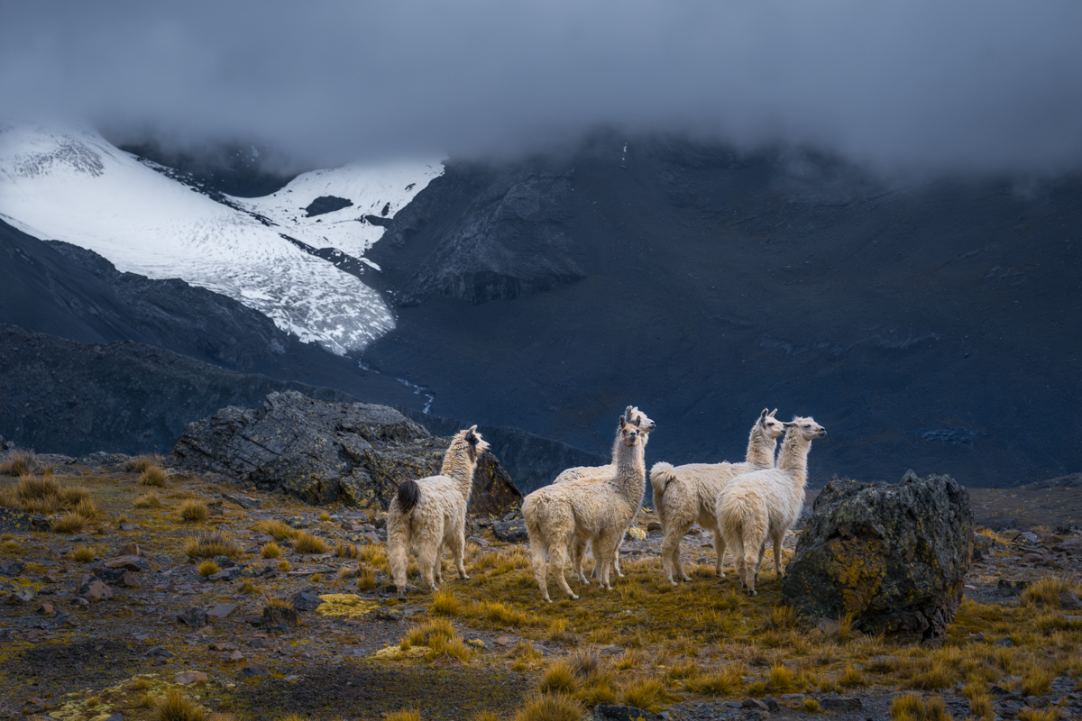 Lamas in front of Tarija Glacier, Bolivia