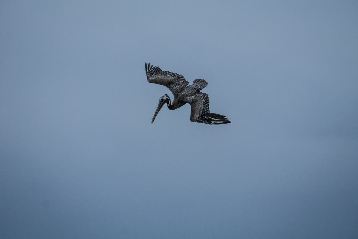 Pelican, Galapagos Islands