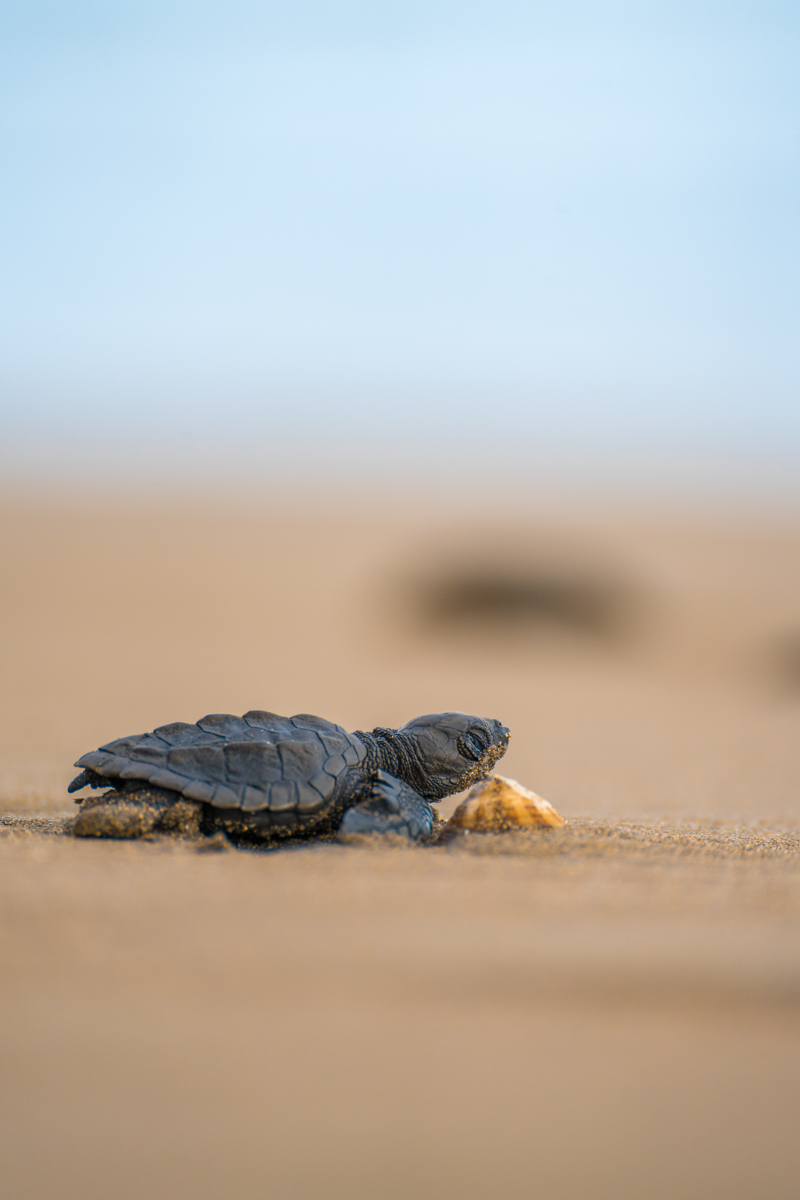 Sea Turtle, Nicaragua