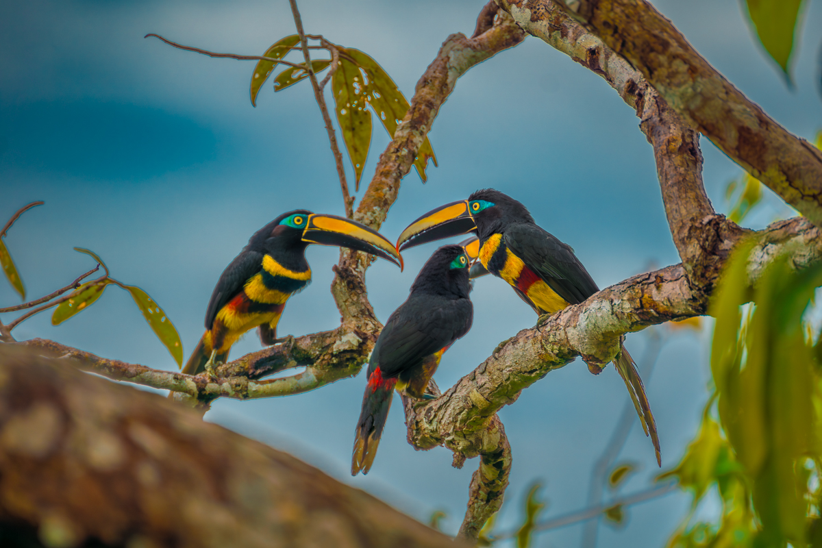 Tucans, Amazon Rainforest, Ecuador
