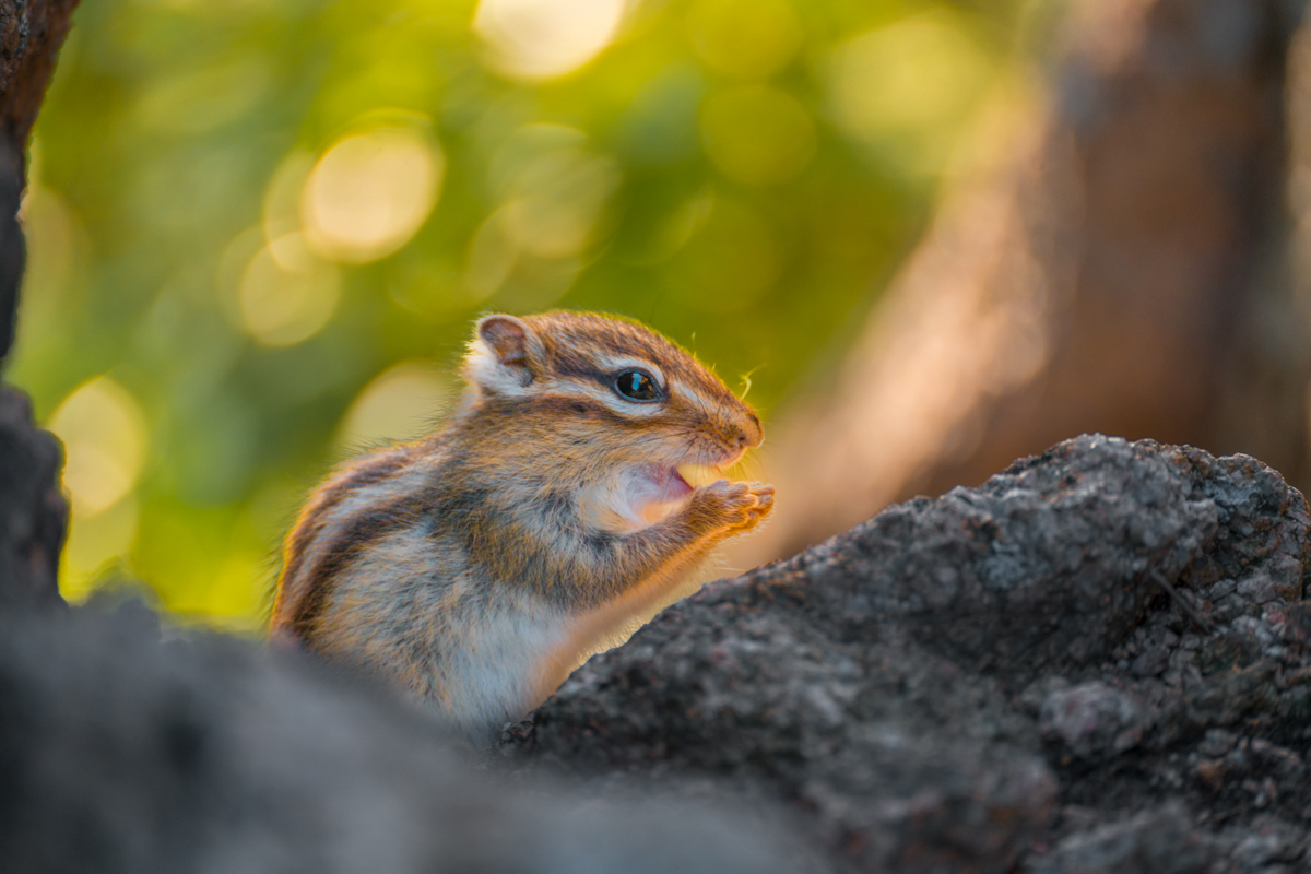 Siberian Chipmunk