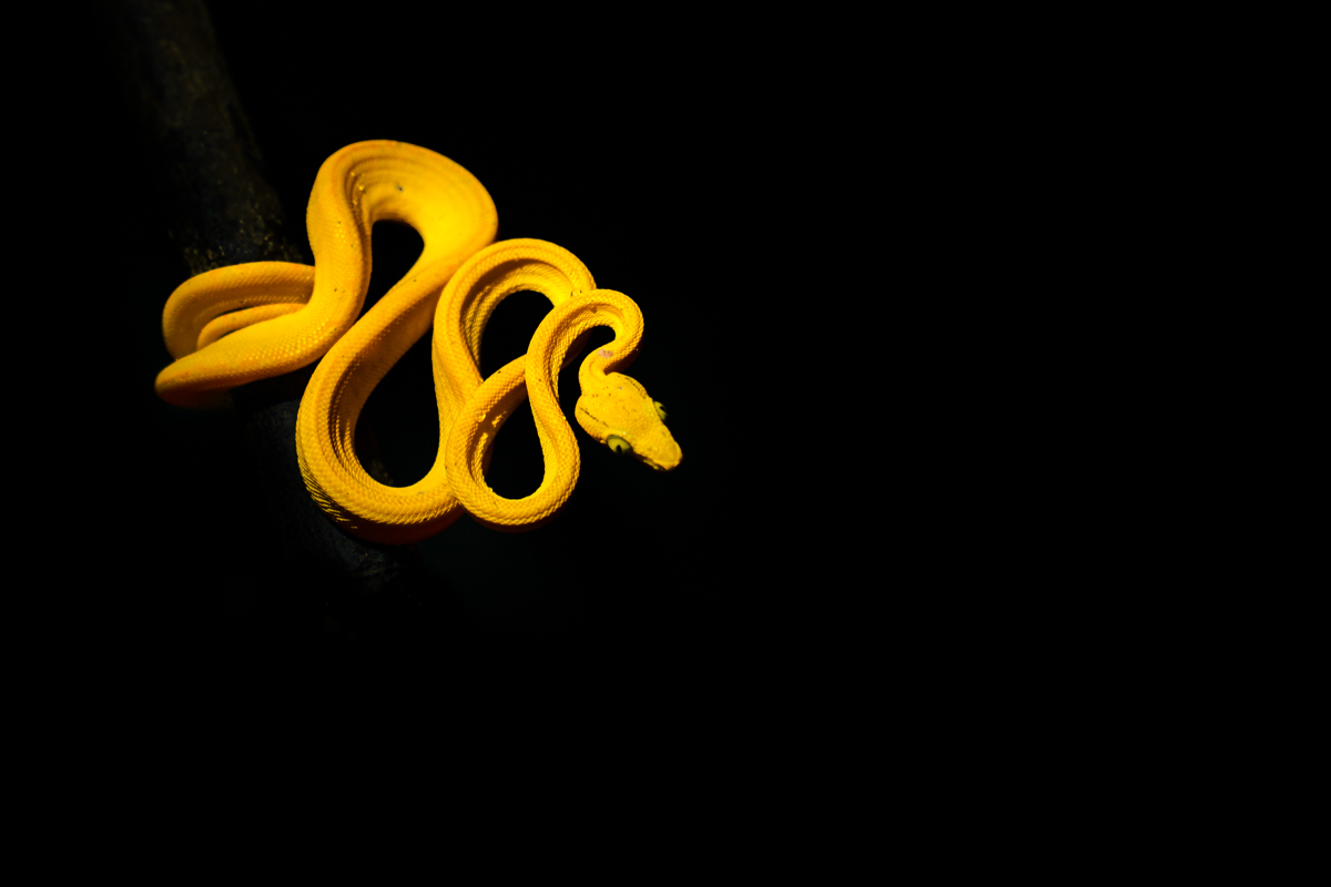 Yellow Viper, Amazon Rainforest, Ecuador