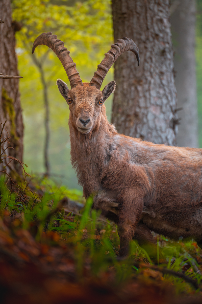 Alpine Ibex, Austria