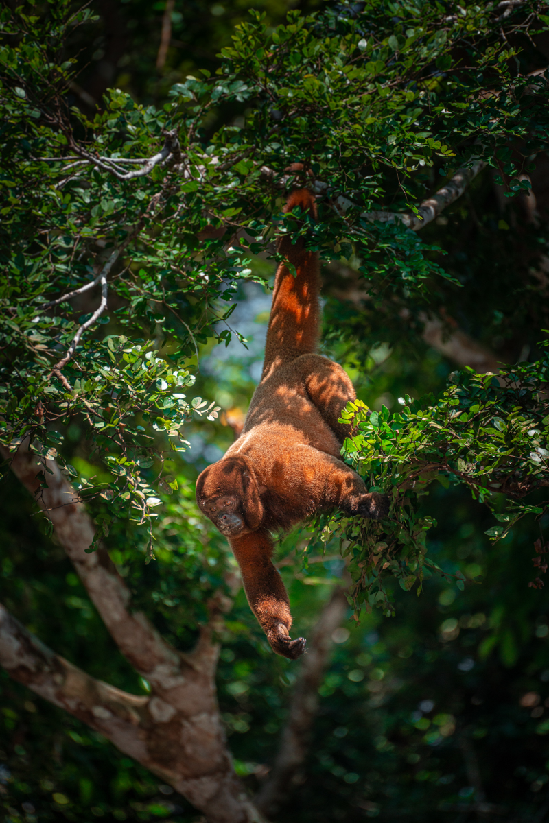 Monkey in the Amazon Rainforest